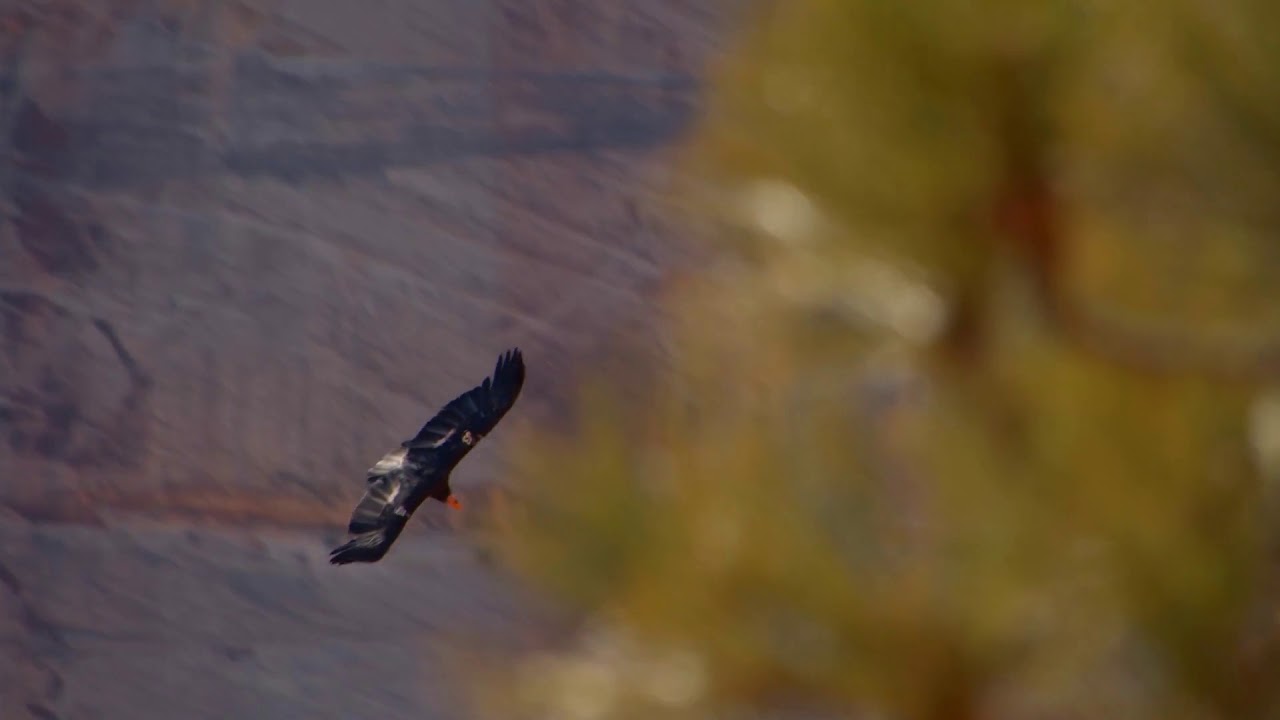 slow motion rare california condor flying through desert canyon