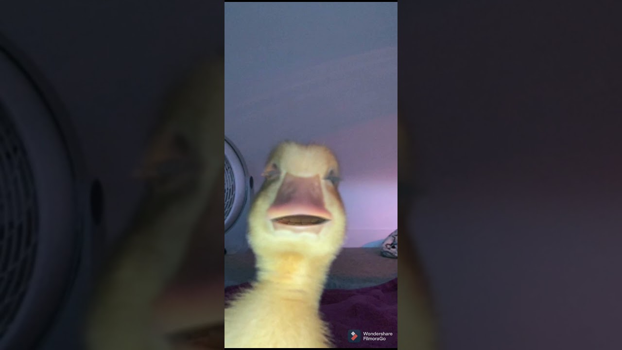 Snapchat Filters Gone Wild YouTube