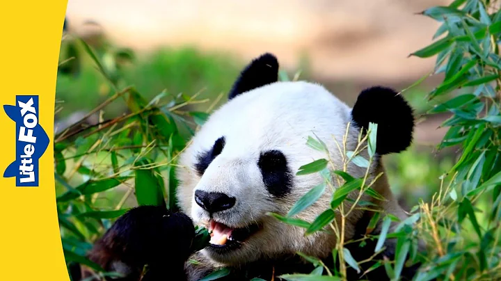 Meet the Animals | Giant Panda | Bears | Black and White | Wildlife Animals | Kindergarten - DayDayNews