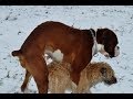 Winter Cool Season Asian Rural Street Dog Funny Dogs Are Happy