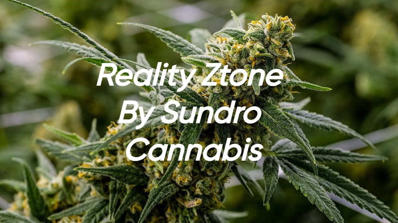 Reality Ztone Strain Review