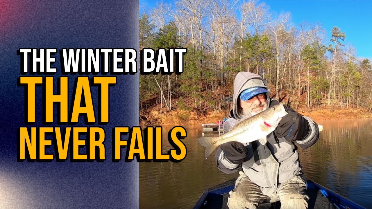 The Winter Bait That Never Fails #lakelanierfishing2024 #bassfishing