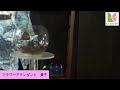 Begonia Stream Vol.6　「ベゴニアのテラリウム栽培」