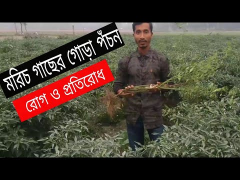 ভিডিও: মরিচের রোগ ও কীটপতঙ্গ