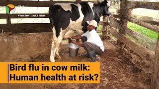 Bird flu in cow milk; US on alert; could it affect humans? | The Federal
