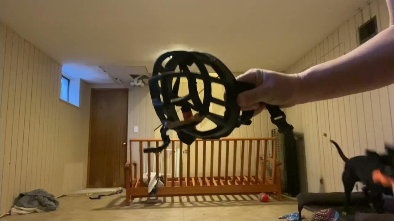 How to Put on a Baskerville Muzzle YouTube