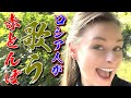 @stasha1 赤とんぼ【スターシャ】【日本大好きロシア人】STasha sings Japanese song, &quot;Akatonbo&quot;