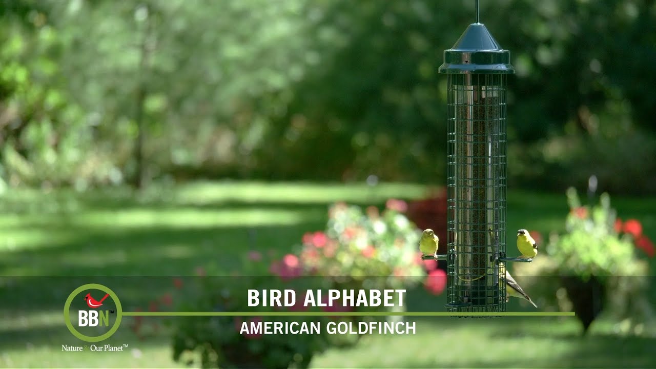 BBN S7:E01 - Special Guest Jesse Huth, Debunking the Mealworm Myth, A is for American Goldfinch