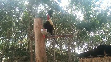 qaib dib seb qua zoo kawg