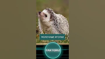 Почему у Ежей выпадают иголки. #shorts