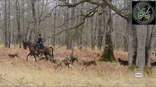 'Vive la vénerie !' ( chasse à courre au cerf)