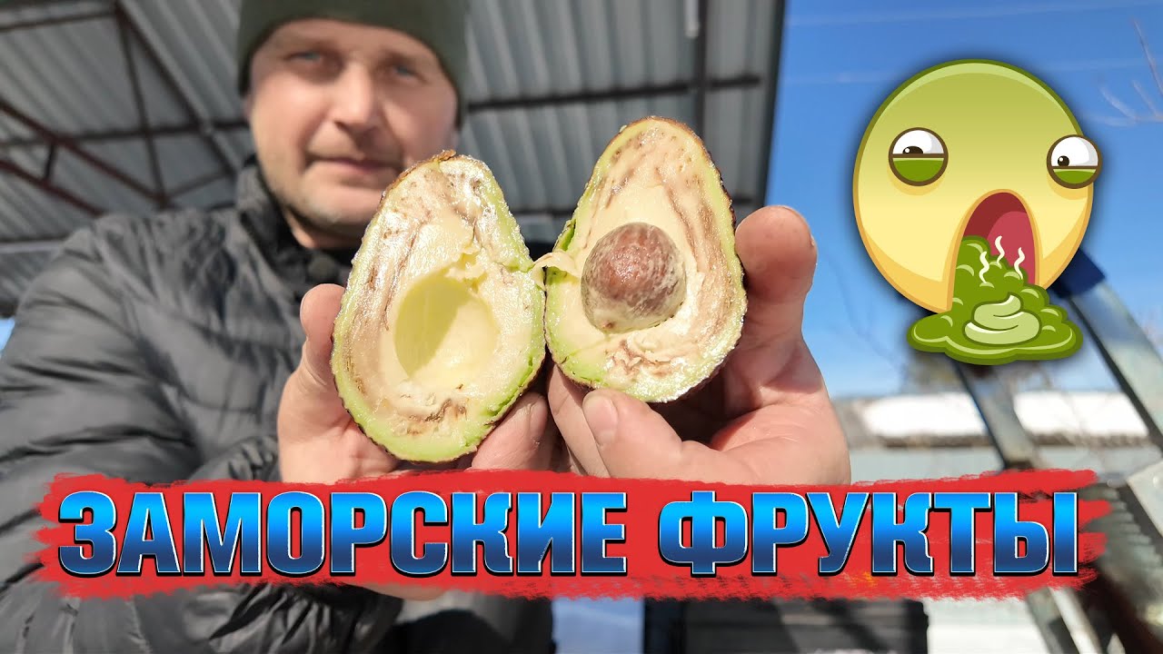 ПРОБУЮ ЗАМОРСКИЕ ФРУКТЫ. ЗАВОЖУ КОРЕЙЦА ПОСЛЕ ЗИМНЕГО ПРОСТОЯ. - YouTube