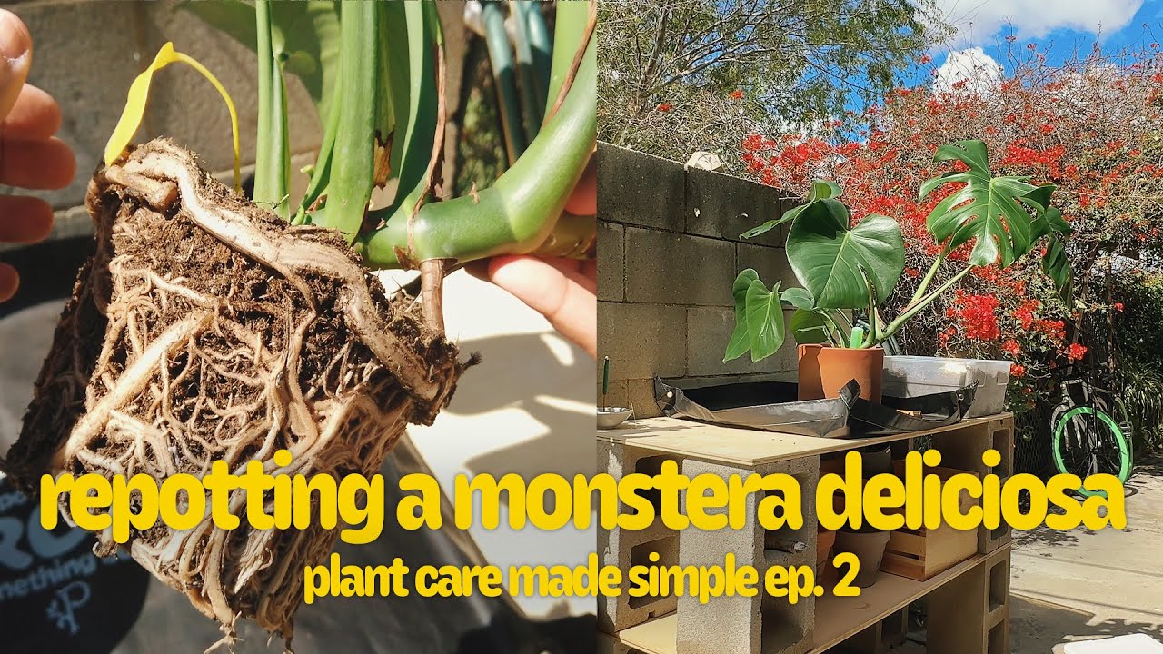 plant care made SIMPLE | saving a ROOTBOUND Monstera (step by step)