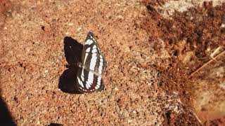 Part 1 The most beautiful zebra stripped butterfly modelling for a photo shoot. Part 1 The most beautiful zebra stripped butterfly modelling for a photo shoot.
