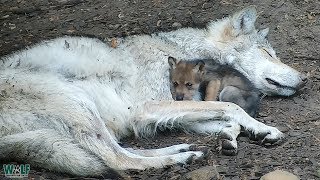 Endangered Wolf Pup Cuddles with Big Sister