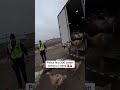 Police find stolen turkeys #bodycam #funny #ai