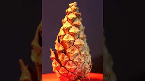 Co je soustruh a mokré dřevo?