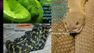 Green Anaconda is the largest snake species globally @theanimalshabit