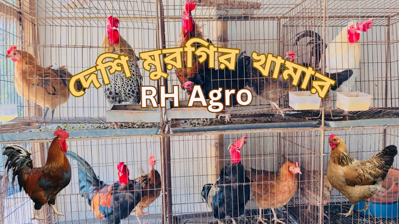 মুরগি রাখার জায়গা খুঁজে পাচ্ছি না🐓 - YouTube