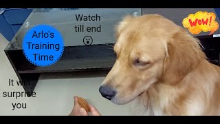 Arlos Training And Fun Time