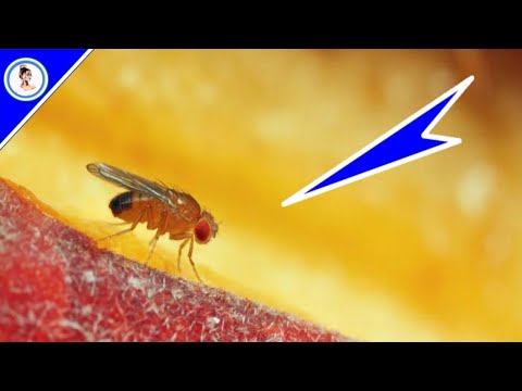 КАК ЛЕГКО и