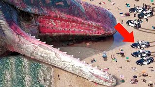 Zobaczcie, co potrafi największy rekin świata