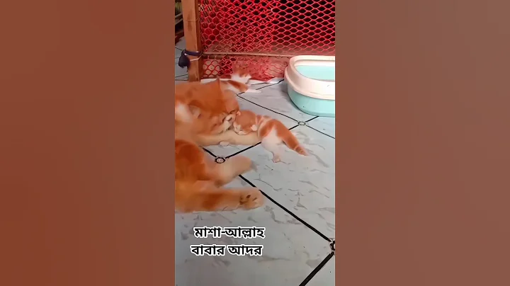 Video 9984441: persiancat persians, persiancat baby cat