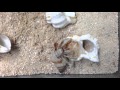 オカヤドカリ引越し｜海水魚ショップ やどかり屋