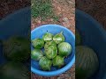 ಬದನೆ ( brinjal )