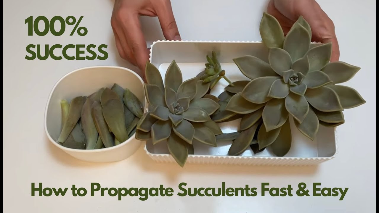 How to Propagate Succulents Fast & Easy! 100% Successful Propagation ...