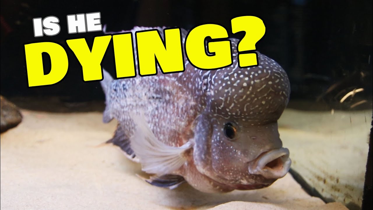 My Flowerhorn is not doing well... YouTube