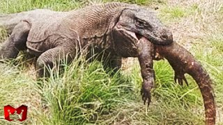 Karma Terlalu Serakah, Komodo Makan Jenisnya Sendiri! Pertarungan &amp; Serangan Komodo Yang Mengerikan