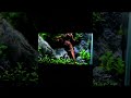 SMALL　AQUATERRA #aquarium #nanotank #shorts