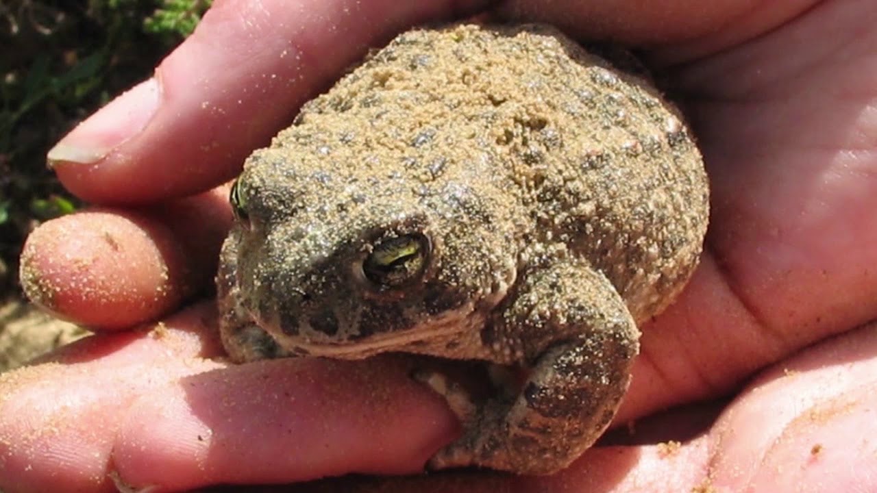 Glyn Hughes Growing up in Gronant