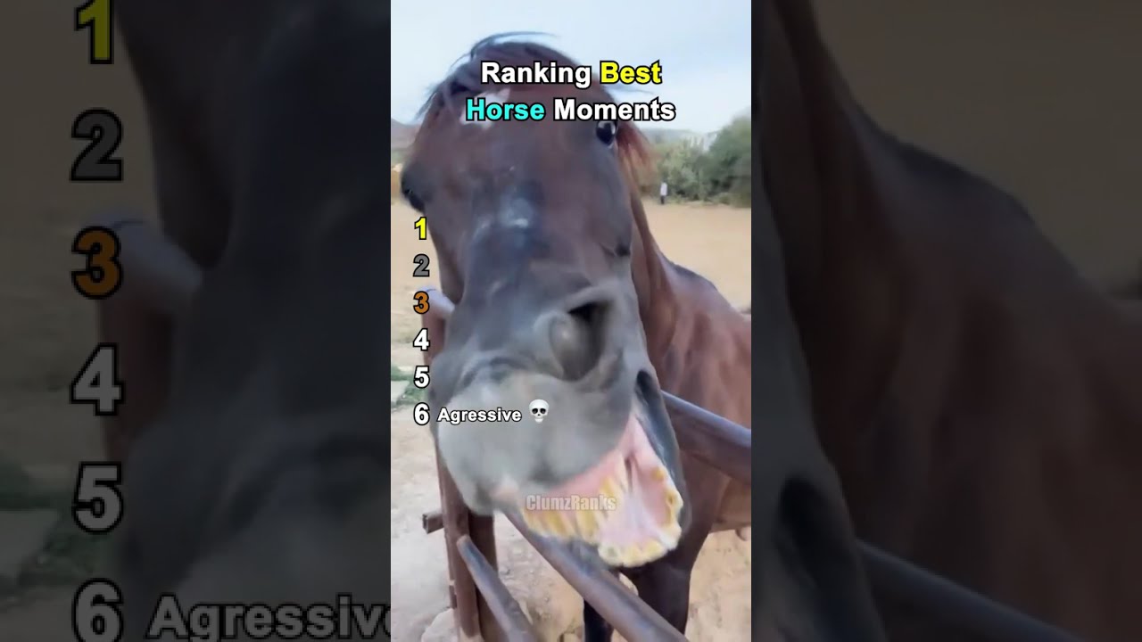 Ranking Best Horse Moments
