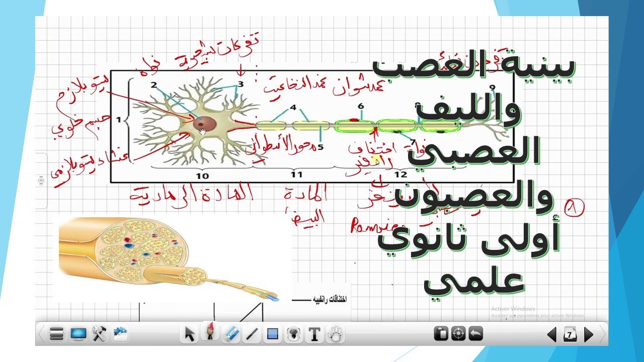 بنية العصب والليف العصبي والعصبون علوم طبيعية أولى ثانوي علمي