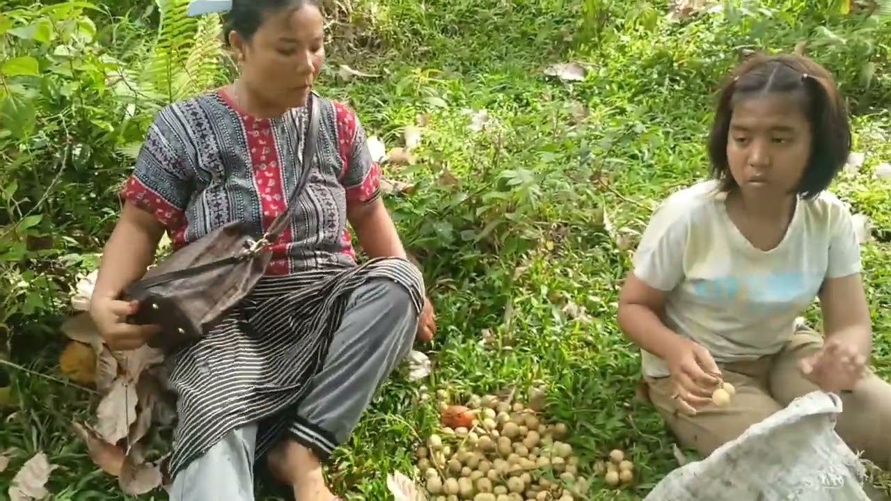 Panen duku langsung ke kebun sampai tak terbawa lagi naik gunung 