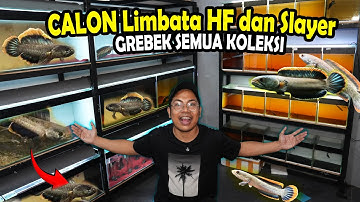 UPDATE!! CHANNA LIMBATA APA AJA DIGALERI BOS BOS QU?