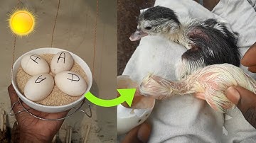 Sunlight egg incubator for duck hatching 100%