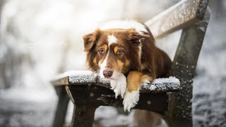 Exploring the Amazing Wildlife Encounters of Australian Shepherds PART 1