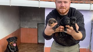 Rottweiler Hades Ve Sofia’nın Yavrularını Yeni Evine Taşıdım