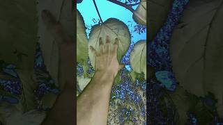 Шовковиця #mulberrytree #permaculture #nature