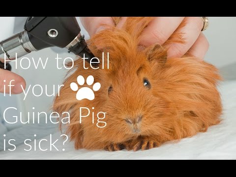 How to Tell if Your Guinea Pig is Sick