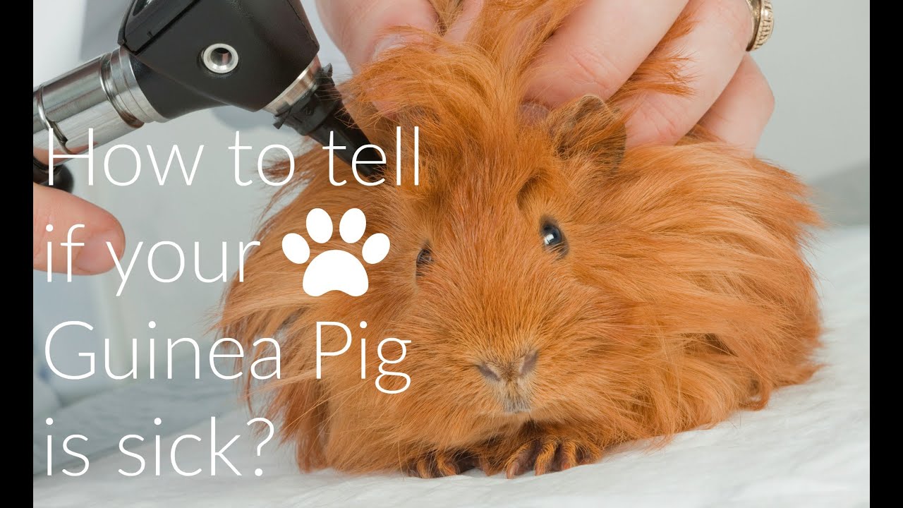 signs of guinea pig sickness