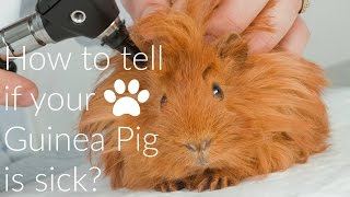 i think my guinea pig is sick