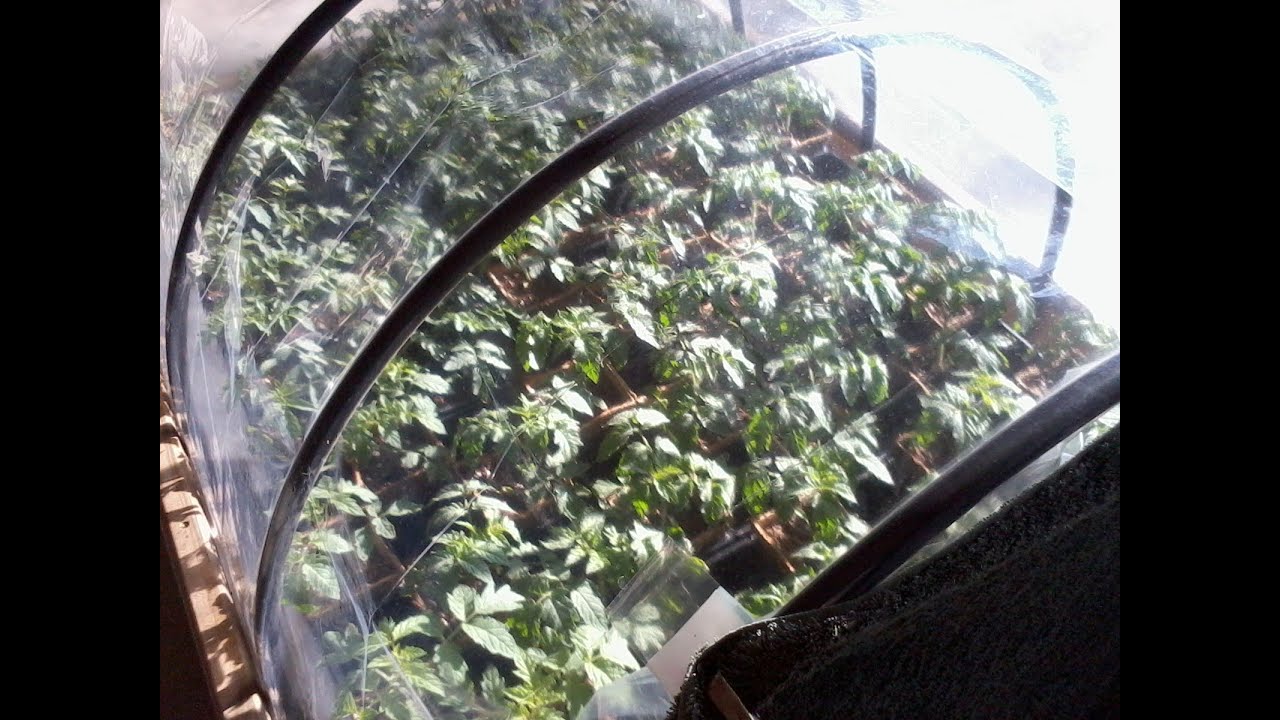 Home Made Greenhouse using a clear shower curtain YouTube