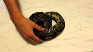 Celebrity July Whole Collection Update Wealth