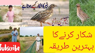Batair Ka Shikar Quail Hunting 2020 Batair Ki Awaz Subha K Liye 2020