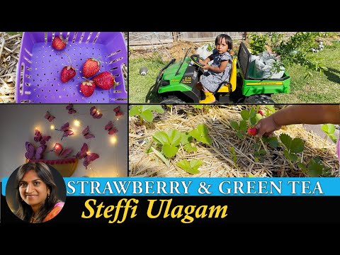 Planting Green tea and Strawberry | Garden Vlog in Tamil