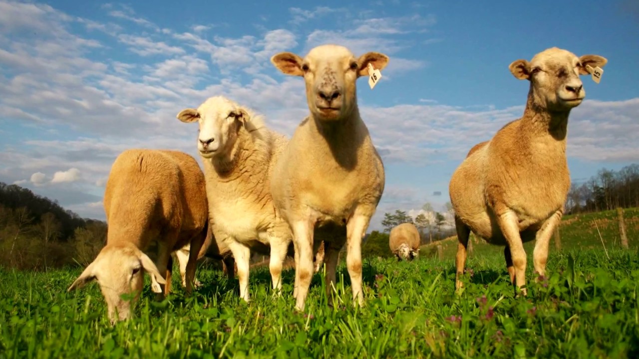 Agriculture Class Overview- Our Farms, Our Food, Our Future!